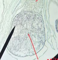<p>Do the spores within the sporangium in both divisions belong to the gametophyte or sporophyte generation?</p>
