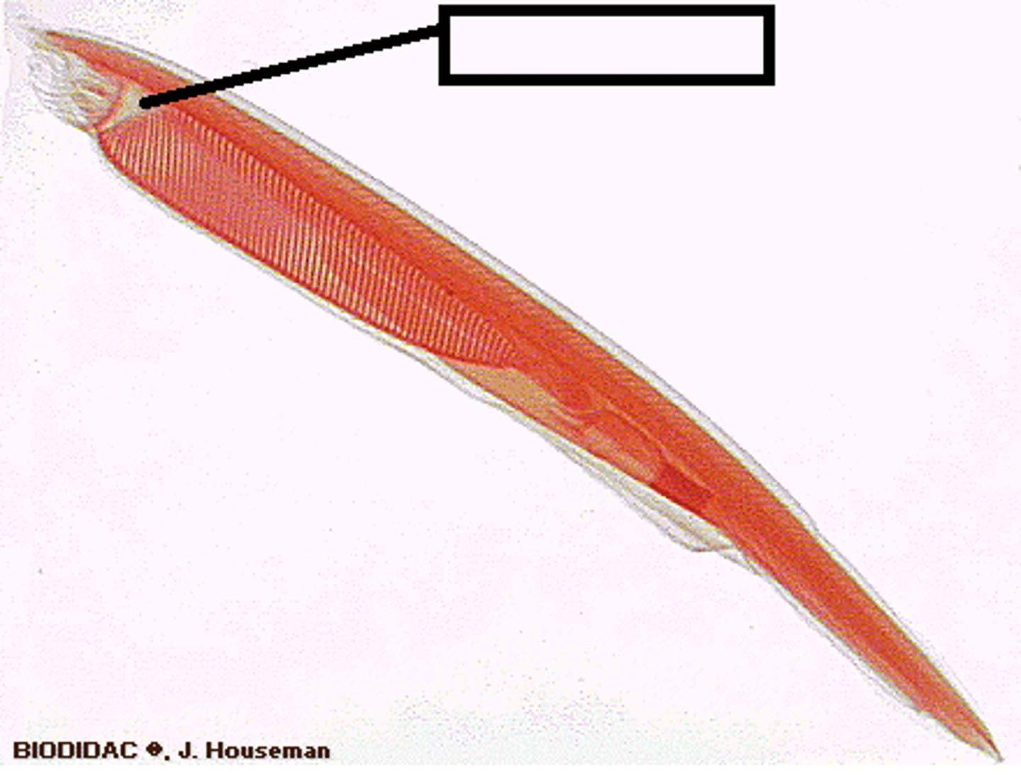 <p>supports food-processing equipment of Cephalochordata, including the wheel organ, ciliated tracts that sweep food into the mouth</p>