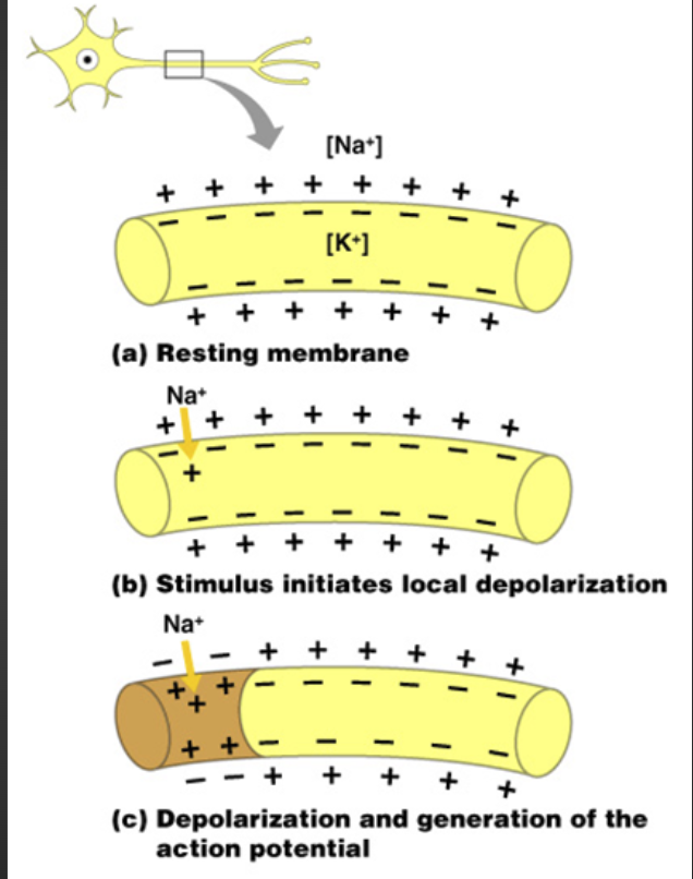 <ol><li><p><span>Resting membrane is polarized by Na-K Pump.</span></p></li><li><p><span>Stimulus reverses the polarization causing depolarization.</span></p></li><li><p><span>The wave of depolarization is known as nerve impulse or action potential.</span></p></li></ol><p></p>