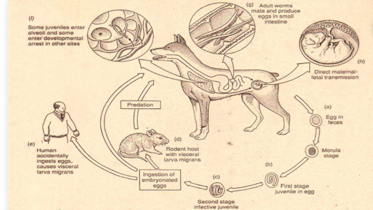 <p>Life cycle</p><p></p>