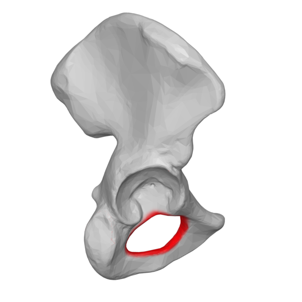 <p>the large hole formed by the articulation of the ilium, ischium, and pubis </p>