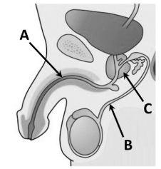 <p>Give the names of tubes A and B and the name of gland C</p>