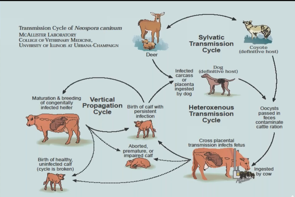<p>Lifecycle of <strong>Neospora caninum.</strong></p><p><strong>Indirect, FH - carnivores (gamogony), IH: cattle (merogony, tissue cysts). Sporogony in environment.</strong></p><ol><li><p><strong>Definitive Host (Dog)</strong>:</p><ul><li><p>Dogs ingest tissue cysts from infected intermediate hosts (e.g., cattle).</p></li><li><p>intestine: sexual reproduction of parasite → oocyst → excreted in the feces → contaminates.</p></li></ul></li><li><p>Sporulation - environment. </p></li><li><p><strong>Intermediate Hosts (Cattle)</strong>:</p><ul><li><p>Cattle ingest sporulated oocysts from contaminated feed, water, or soil.</p></li><li><p><strong>Sporozoites</strong> are released and invade tissues, leading to the formation of tachyzoites.</p></li><li><p><strong>Tachyzoites</strong> → damage → converts later into <strong>tissue cysts with bradyzoites</strong>, in nervous tissue + muscle.</p></li></ul></li><li><p><strong>Vertical Transmission in Cattle</strong>:</p><ul><li><p>Infected cows can transmit the parasite to their fetus via the placenta.</p></li><li><p>This vertical transmission can result in aborted, premature, or weak calves.</p></li></ul></li><li><p><strong>Wildlife Hosts (Sylvatic Cycle)</strong>:</p><ul><li><p>Deer and other wild animals can also act as intermediate hosts, maintaining the parasite's presence in the environment.</p></li></ul></li></ol><p></p>