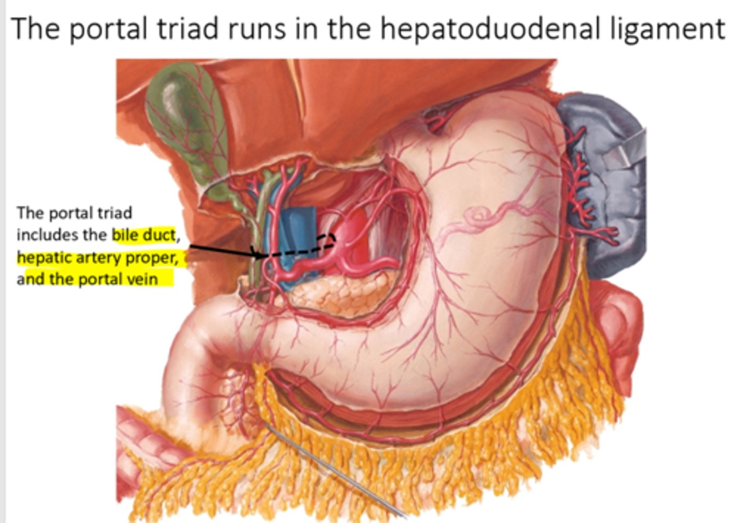 <p>within the hepatoduodenal ligament</p>