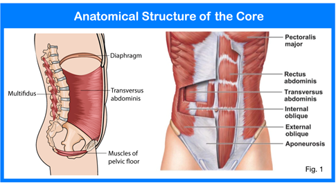 <p>(rectus abdominis, external abdominal oblique, internal abdominal oblique, transversus abdominis)</p>