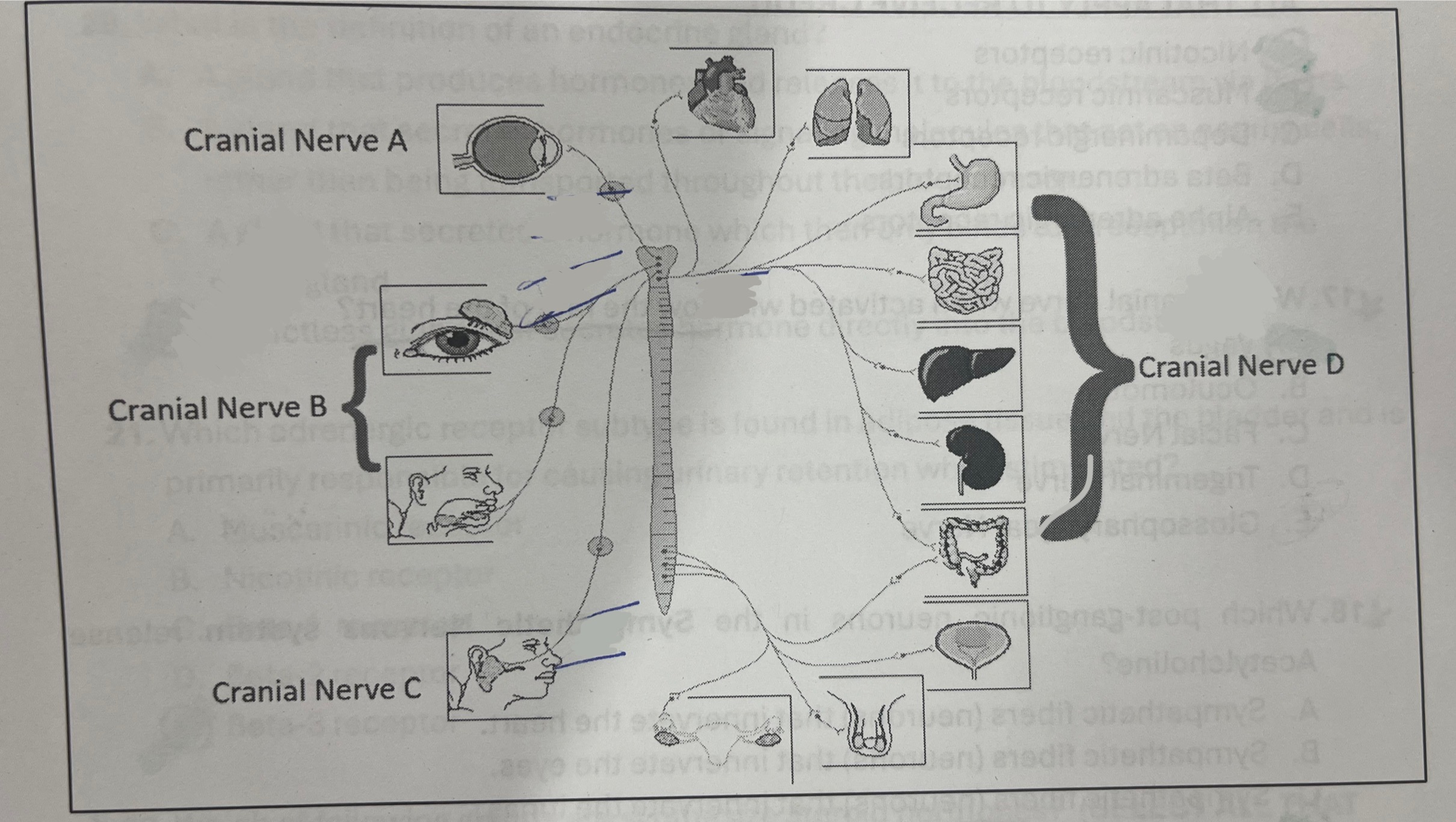 <p>Which cranial nerve represents the vagus nerve?</p>