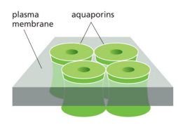 <p>one face includes a series of hydrophobic amino acids that transiently form hydrogen bonds with individuals water molecules as they move single file through the channe;, so narrow that ions that are hydrated cannot pass through, only singluar water molecules </p>