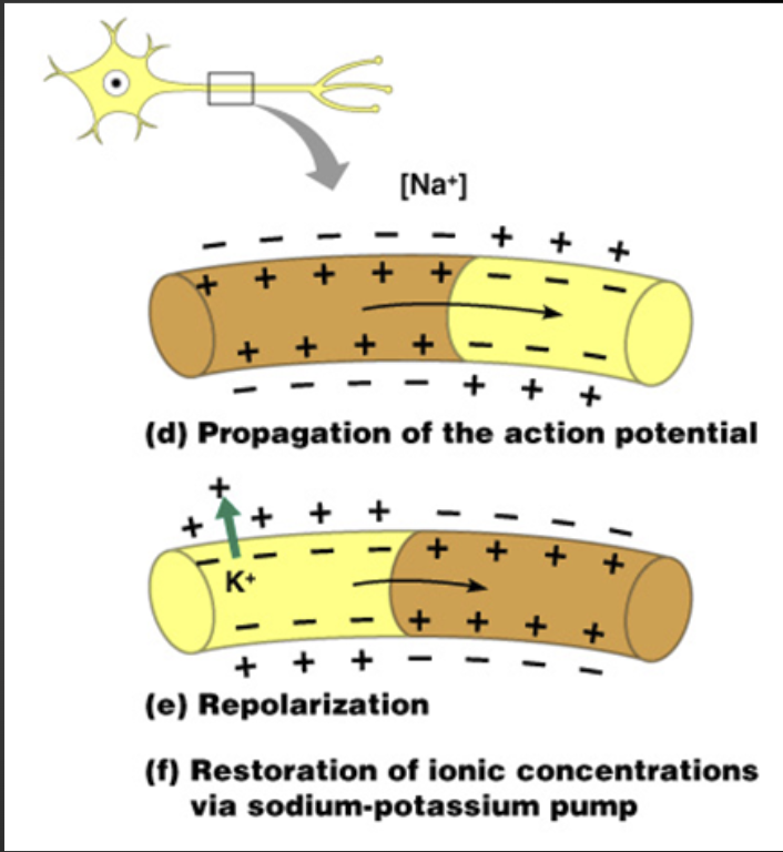 <p><span>4. Action potential continues down length of axon.</span></p><p><span>5. The axon repolarizes to restore polarization.</span></p><p><span>6. Axon is in refractory/resting period.</span></p>