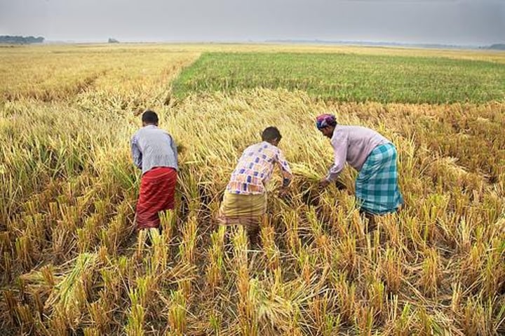 <p>the removal of biomass from the field, soil and ecosystem - results in a loss of quality of the soil as nutrient which would have been recycled back into the soil are removed (and must be replaced).</p>