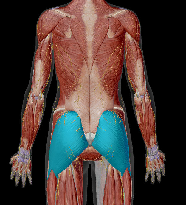 <p>name the muscle + action</p>