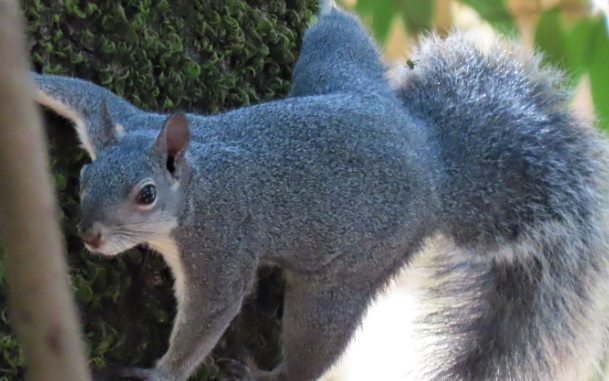 <p>What species?</p>