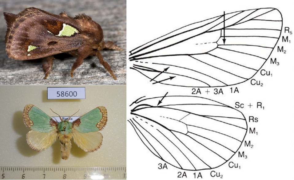 <ul><li><p><strong><em>Wings broadly rounded</em></strong></p></li><li><p>FW with 2 complete anal veins</p></li><li><p>HW with 3 anal veins (1A-3A)</p></li><li><p>Sc and R<sub>1 </sub>in HW separate at base, then briefly fused</p></li><li><p>Stout-bodied, hairy, usually brown/green or brown/silver</p></li></ul><p></p>