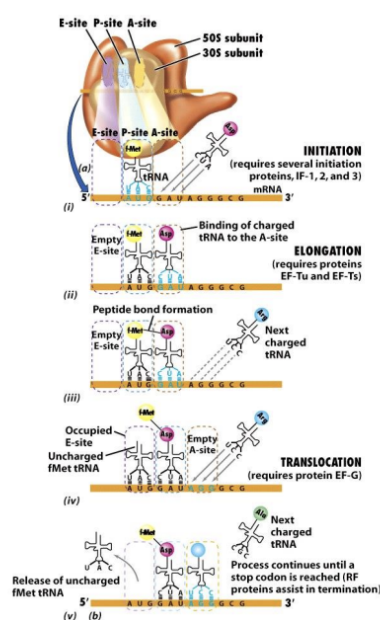 <ul><li><p>tRNAs anti-codons match up with mRNA codons.</p></li><li><p> Peptide bonds form between AAs</p></li><li><p>Uncharged tRNAs removed</p></li><li><p>Thus polypeptide chain is produced</p></li></ul><p></p>
