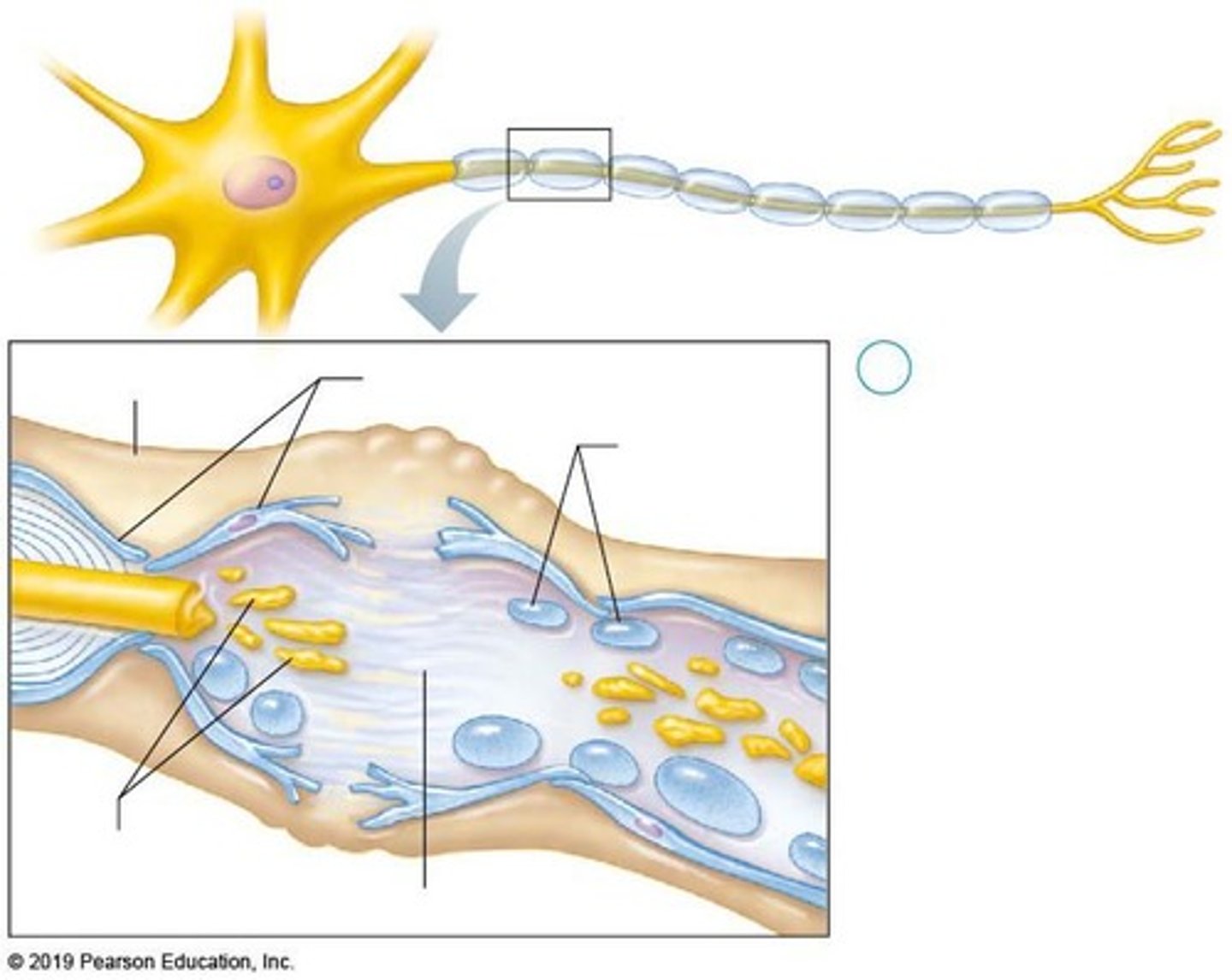 <p>Areolar CT that wraps around the axon on top of the myelin sheath to protect against 'short circuiting'.</p>
