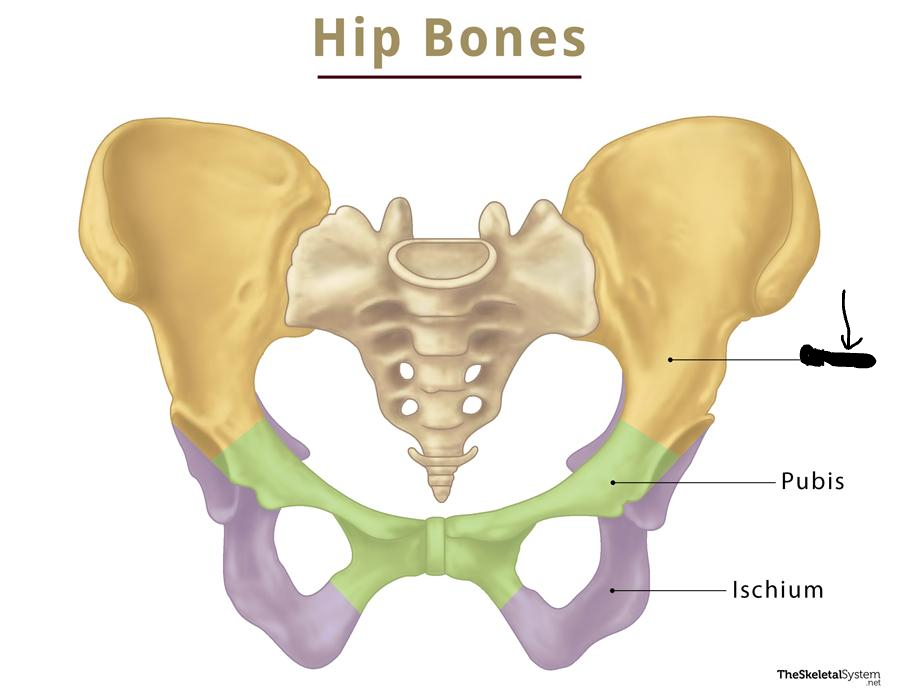 <p>What is this part of the pelvis?</p>