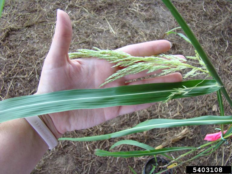 <p><em>Sorghum halepense</em>, exotic/warm season/perennial</p>