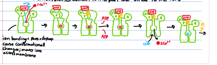<ul><li><p>Transporter in muscle cells</p></li><li><p>Triggers muscle contraction</p></li><li><p>Releases Ca<sup>++</sup> from sarcoplasmic reticulum (modified ER)</p></li><li><p>Na<sup>+</sup> channels respond to action potential propagates</p></li><li><p>composed of 10 transmembrane alpha-helices (binds to ions) and 3 cytosolic domains</p></li></ul><p></p>