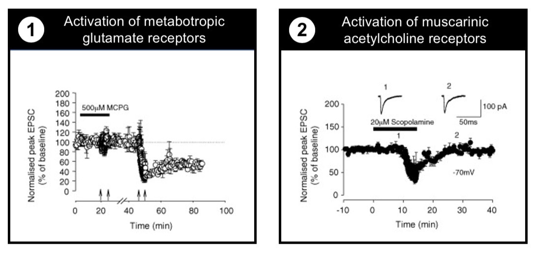 <ol><li><p>Metabotropic glutamate receptors</p></li><li><p>Muscarinic acetylchoine receptors </p></li></ol><p></p>