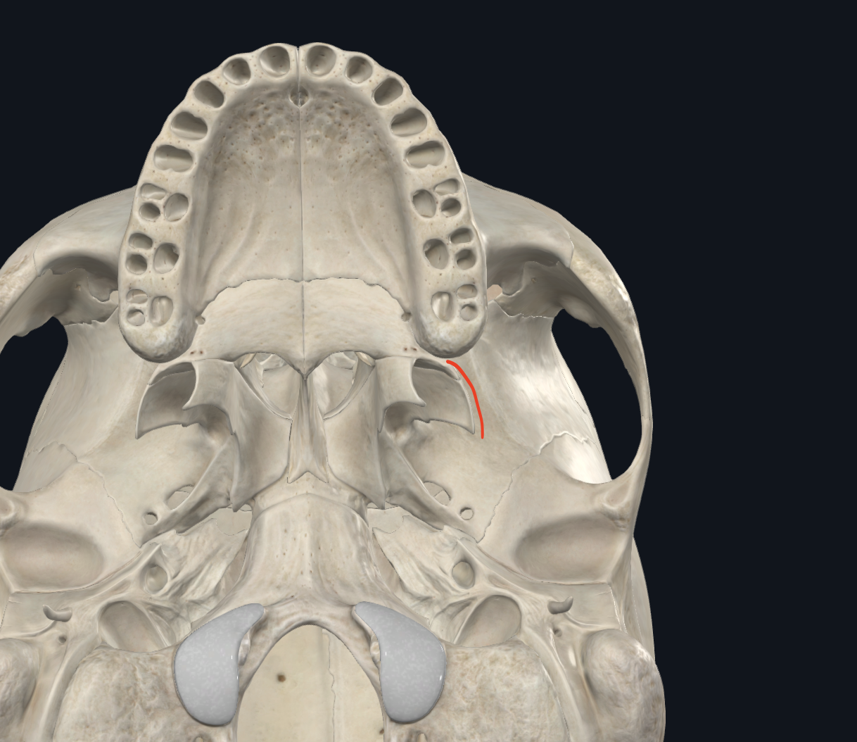 <ul><li><p>Límite de la fosa infratemporal o cigomática</p></li></ul><p><strong>CARA EXTERNA </strong>de la <strong>CARA EXTERNA </strong>del apófisis pterigoides</p><p></p>