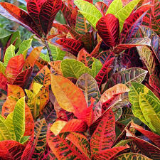<p>Cold Hardiness: Zone 11-12; Perennial inside, annual outside</p><p>• Habit: Shrub, branching, bushy shrub that grows up to 10 feet tall</p><p>• Bloom: White male flowers and yellowish female flowers</p><p>• Cultural Requirements: medium water use, part shad to full shade</p><p>• Landscape Utilization: hedges, potted specimen</p><p>• Additional Information: Native to tropical Asia and the western Pacific region</p>
