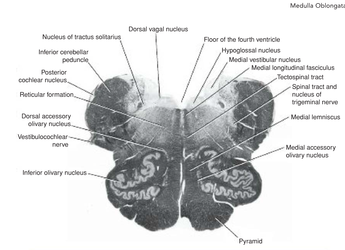 <ul><li><p>The central gray matter lies beneath the floor of the fourth ventricle at this level . </p></li><li><p>Passing from MEDIAL to LATERAL  the following important structures may be recognized: </p><ul><li><p>(1) hypoglossal nucleus</p></li><li><p>(2) dorsal nucleus of the vagus</p></li><li><p>3) nucleus of the tractus solitarius</p></li><li><p>(4) medial and inferior vestibular nuclei</p></li></ul></li></ul><p></p>