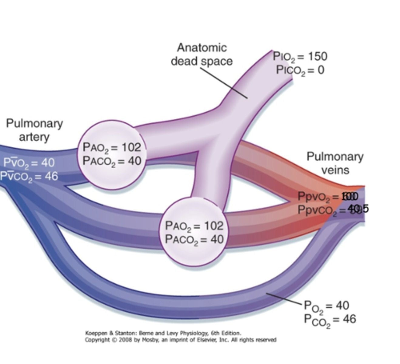 <p><span style="color: yellow"><strong><em>imperfect balance bwtn ventilation &amp; perfusion </em></strong></span>of the lung ==&gt; small amount of blood gets shunted from arterioles straight to pulmonary vein--&gt; doesn't participate in gas exchange w/ alveoli--&gt; some poorly oxygenated blood gets into pulmonary vein --&gt; dilutes the PO2 of pulmonary vein</p><p>*calculated by the A-aDO2 = 4mmHg in young &amp; healthy</p>