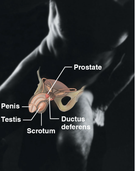 \-prostate, penis, scrotum, ductus deferens

\-overall function of offspring

\-produce sperm and male sex hormone