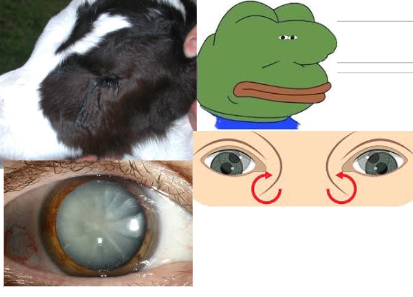 <p>Eyes</p><ul><li><p>oscillating nystagmus</p></li><li><p>No menace</p></li><li><p>Micropthalamia</p></li><li><p>Cataracts</p></li><li><p>Retinal degen</p></li></ul><p></p>