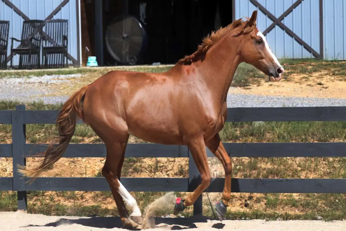 <p>A breed of pony originating from Iceland, known for its unique gaits.</p>