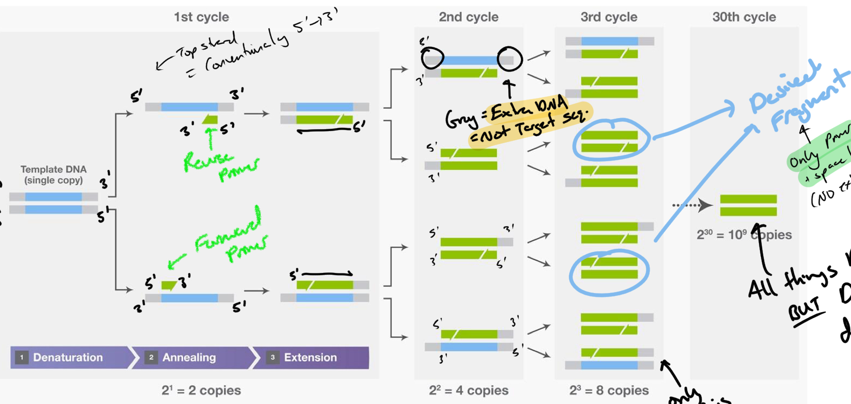 <p>Cycle 3</p>