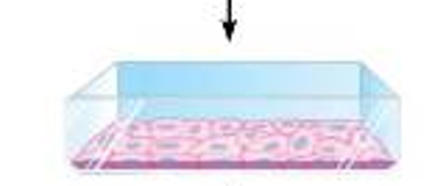 <p>crowded cells stop dividing</p>