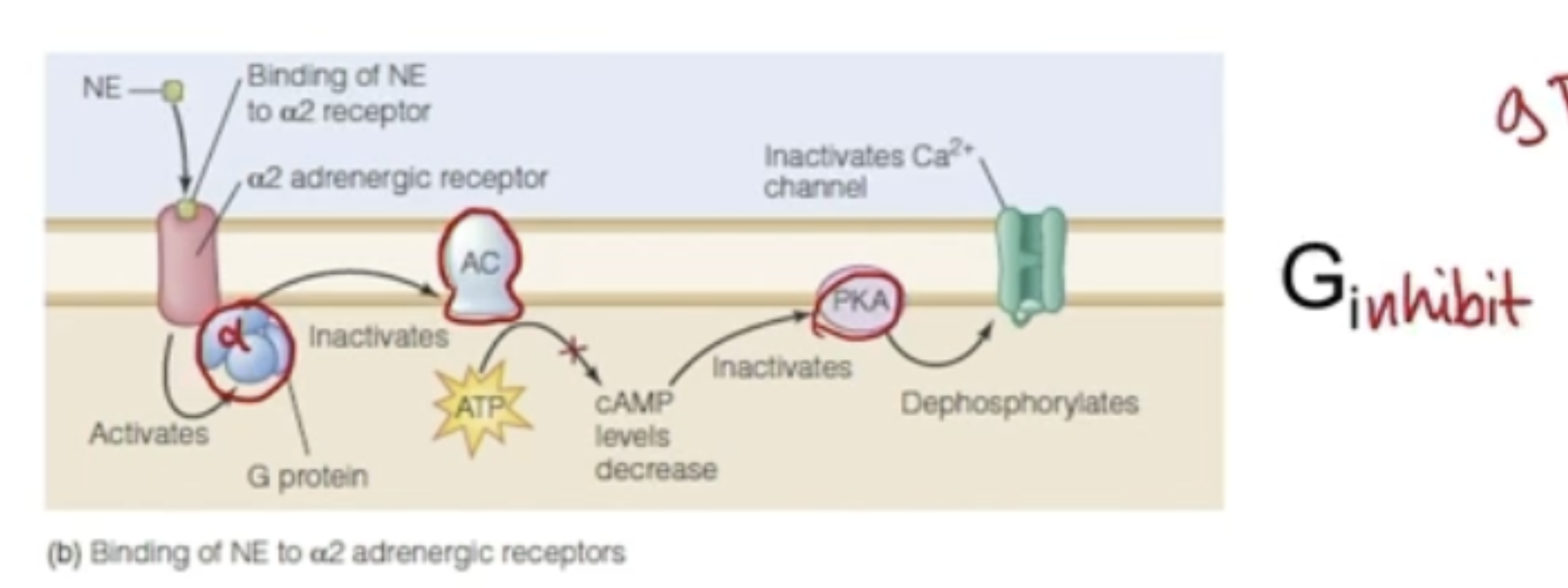 <ul><li><p>When norepinephrine binds to <mark data-color="red" style="background-color: red; color: inherit;">A2 receptor</mark>, activates <span style="color: red;"><span>Gi protein</span></span></p></li><li><p>Gi protein has an Alpha subunit</p></li><li><p><span style="color: red;"><span>Alpha subunit</span></span> of Gi protein dissociate from the other 2 and binds to <span style="color: red;">enzyme adenyl cyclase</span>, inhibiting it</p></li><li><p>Decreased <span style="color: red;">cyclic AMP</span> = decreased <span style="color: red;">PKA</span> = less phosphorylation</p></li><li><p><span style="color: red;">Ca2+ channels</span> are harder to open, Ca2+ levels decrease, and <strong>cell becomes less excitable</strong></p></li></ul><p></p>