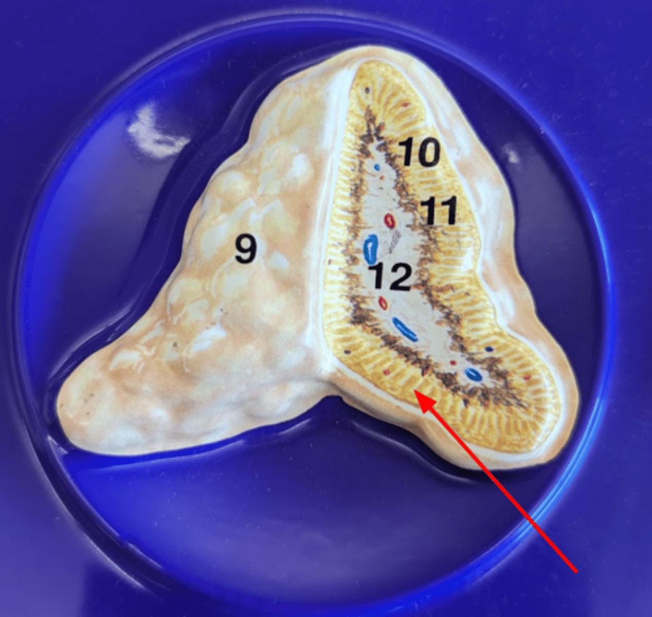 <p>Name this gland</p>
