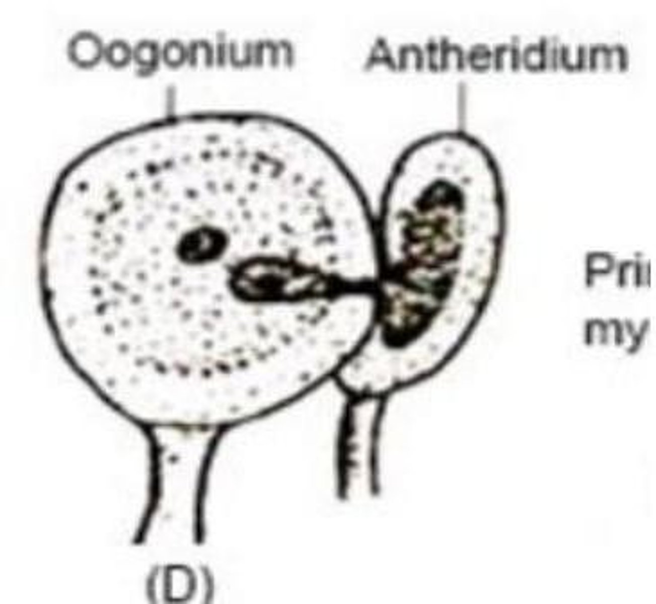 <p>Female gametangium in fungi</p>