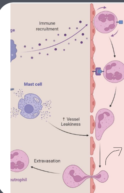 <p><strong>What are the tightly coordinated phases of immune cell infiltration?</strong></p>