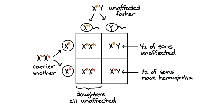 <p>also called x-linked/x-traits; traits that are determined by genes on the x chromosomes</p><ul><li><p>ex of sex-linked diseases: hemophilia, colorblindness, duchenne muscle dystrophy</p></li></ul>