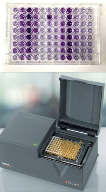 <p><strong>•Added 50 μl of a protein standard</strong> (Bovine Serum Albumin) <strong>at different known concentrations to a well on a microtitre plate</strong></p><p>• <strong>Added 50 μl of each extract to 9 separate wells</strong></p><p>• <strong>Added 200 μl of BCA reagent and incubated at 37ºC for 30 min</strong></p><p><strong>• Read absorbance 550nm</strong></p><p><strong>• Table in manual – absorbance readings from BCA assay</strong></p>