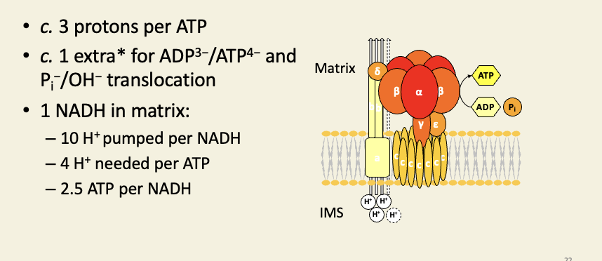 <ul><li><p><span><span>This extra proton is virtual: the ATP/ADP&nbsp; translocator does not translocate protons, but the movement of ATP into the IMS and ADP into the matrix results in a net charge of +1 moving&nbsp; into the matrix. </span></span></p></li><li><p><span><span>The movement of phosphate into the matrix and hydroxide into the IMS has no effect on </span></span><span style="font-family: &quot;Cambria Math&quot;;"><span>ψ</span></span><span><span> (it's an electroneutral exchange), but it does decrease the ∆</span><em><span>pH</span></em><span> component of the PMF by the equivalent of one proton (loss of one hydroxide = gain of one proton, as far as pH is concerned). </span></span></p></li><li><p><span><span>By the combination of both of these two processes, the PMF is decreased in both its components by the same amount as would be caused by one proton flowing into the matrix.</span></span></p></li><li><p style="text-align: left;"><span><span>1 NADH oxidation (two electrons) results in 10 protons being moved to the IMS. At a ratio of 4 protons per ATP, we get 10/4 = 2.5 ATP per NADH.</span></span></p></li></ul><p></p>