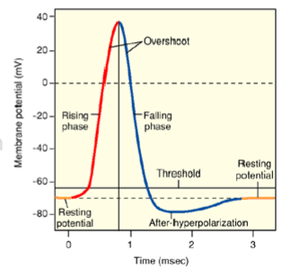 <p>Action potentials</p>