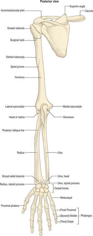 acromion, anatomical neck of humerus, capitate, capitulum of humerus, carpal bones, clavicle, coracoid process, deltoid tuberosity of humerus, glenoid cavity,  greater tubercle, greater wing of sphenoid bone, hamate, head of humerus, head of radius, head of ulna, humerus, inferior angle of scapula, infraspinous fossa, intertubercular sulcus, lamina of cervical vertebra, lateral border of scapula, lateral border epicondyle, lesser tubercle, lesser wing of sphenoid bone, lunate, manbrium, medical border of scapula, medical epicondyle of humerus, metacarpals, olecranch fossa of humerus, phalanges of fingers, pisiform, radial fossa of humerus, radial tuberosity, radius, scaphoid, shaft of humerus, shaft of radius, shaft of ulna, spine of scapula, styloid process of radius, styloid process of ulna, subscapular fossa, superior angle of scapula, superior border of scapula, supraspinous fossa, surgical neck of humerus, trapezium, trapezoid, triquetrum, trochlea of humerus ulna