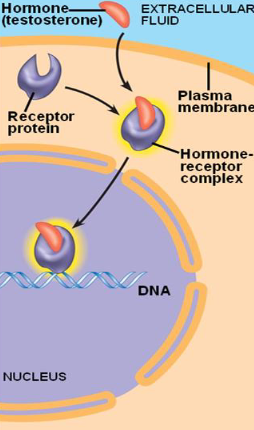 <p>for small or hydrophobic ligands that can pass through the membrane</p>