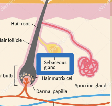<p>exocrine glands that produce a type of oil called sebum. \n –Sebum travels through a duct to a hair follicle. \n –Sebum coats the hair shaft and moisturizes  \n the skin’s surface.</p>