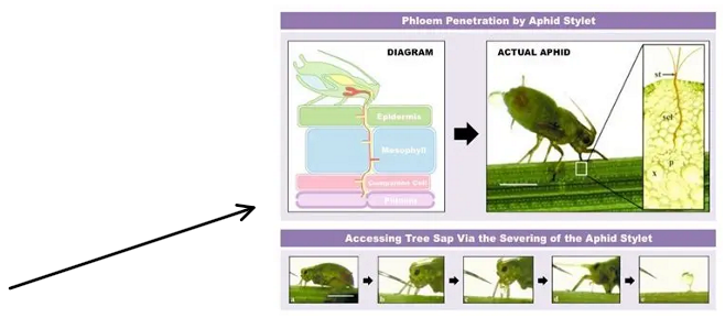 <ul><li><p><span><span>There is pressure in the phloem</span></span></p></li><li><p><span><span>The pressure in the phloem is lower closer to the sink than the source</span></span></p></li><li><p><span><span>The sucrose concentration in the phloem sap is higher near to the source than near the sink </span><span><br></span></span> </p></li></ul><p></p>