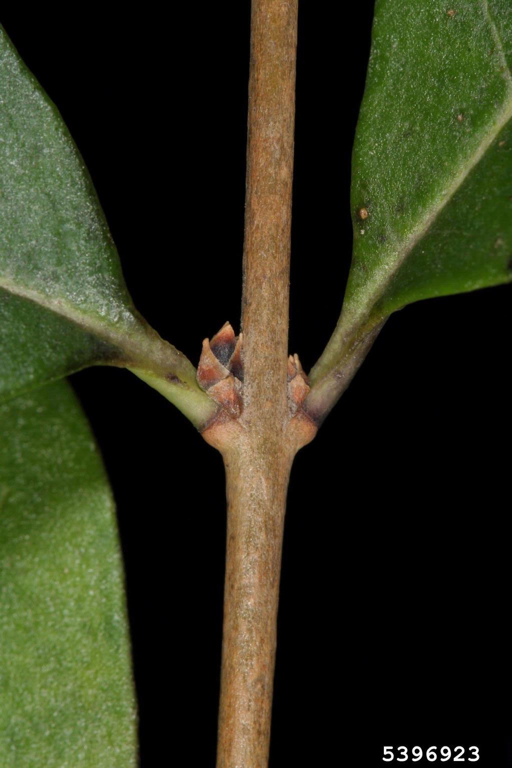<p>Whose twig is this?</p>