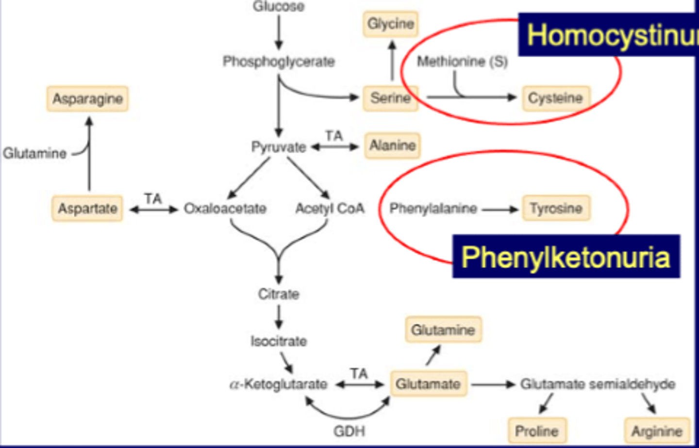 <p><strong>4 from glycolysis</strong></p><p>Serine->Cysteine </p><p>Methionine (S)->Cysteine (deficiency is homocystinuria) </p><p>Phe->Tyrosine (deficiency is phenylketonuria (PKU))</p>