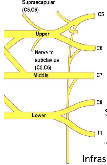 <p>Upper Trunk (C5-C6)</p><ul><li><p>Suprascapular nerve innervates supraspinatus and infraspinatus</p></li><li><p>Subclavius nerve - innervates Subclavian</p></li></ul><p>Middle Trunk (C7)</p><p>Lower Trunk (C8-T1)</p><p></p>