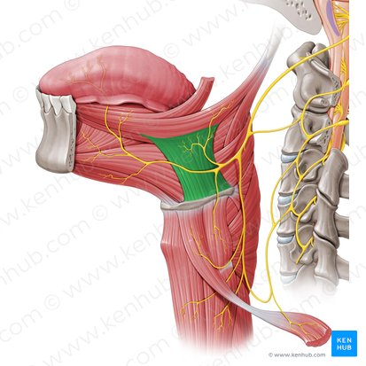 <ul><li><p>Location: floor of mouth</p></li><li><p>Origin: hyoid &amp; greater cornu of body&nbsp;</p></li><li><p>Insertion: side of tongue </p></li><li><p>Function: depress tongue, press it down</p></li></ul><p></p>
