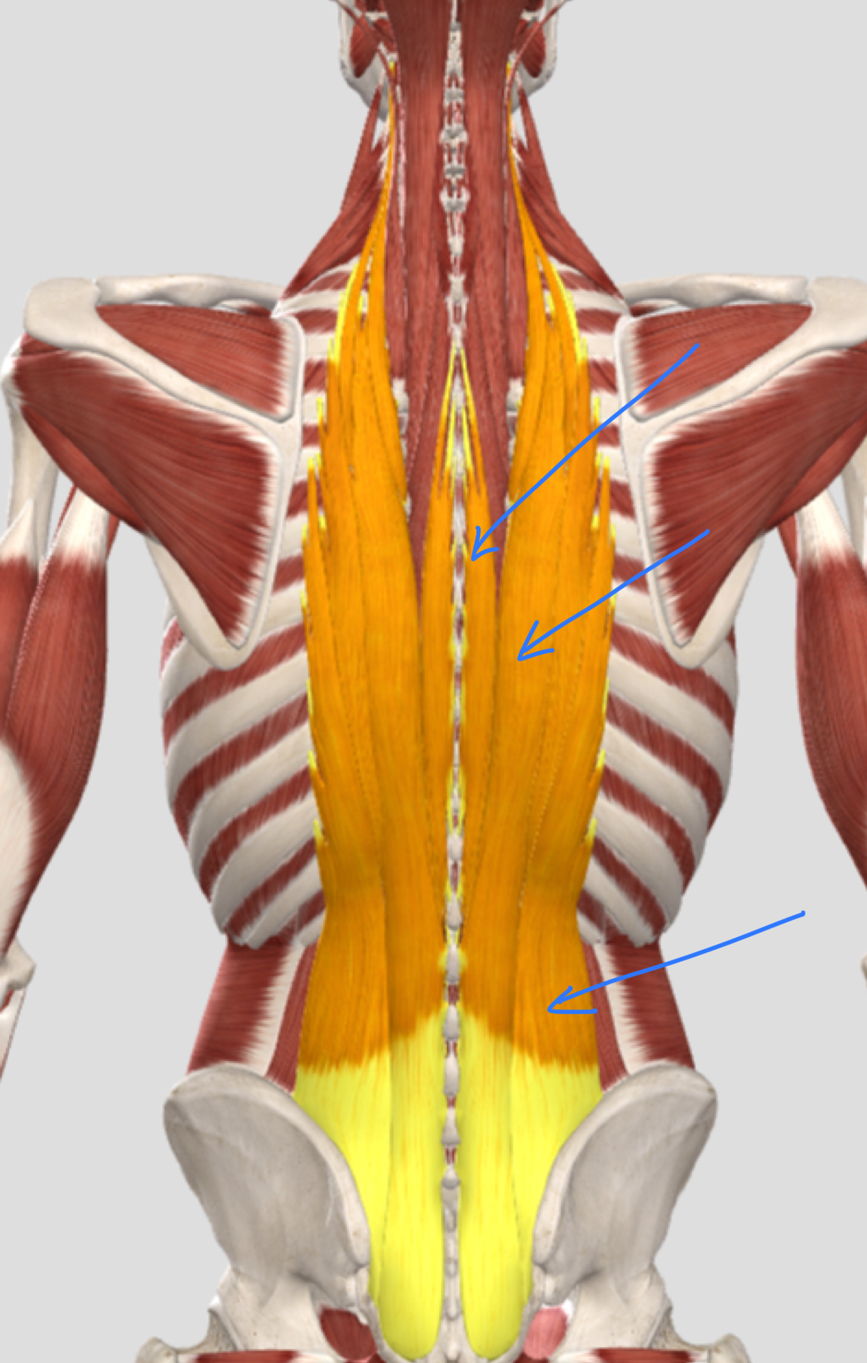 <p>What is this mm group called?</p><p>What mm are in this group?</p><p>Innervation?</p>