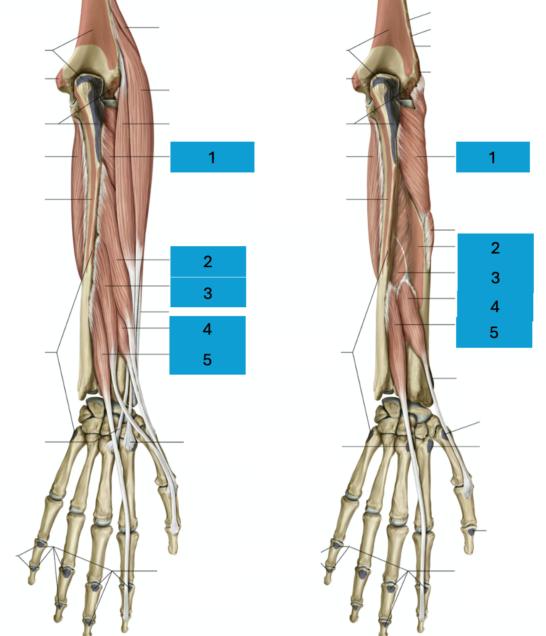 <p>Diepe dorsale onderarmspieren</p>