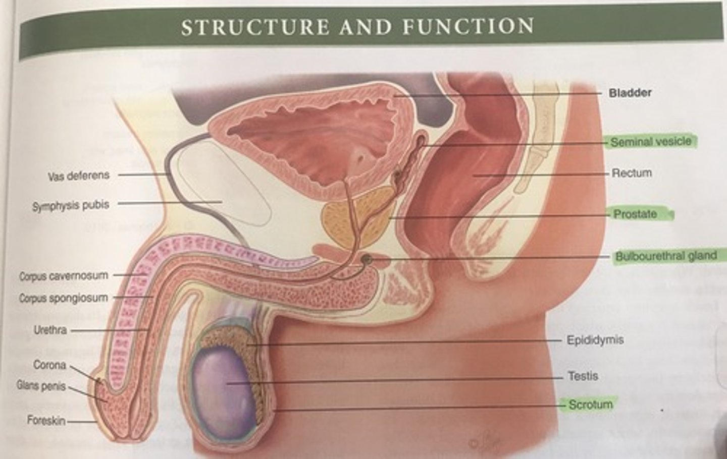 <p>B</p><p>After adolescence, the scrotal skin is deeply pigmented and has large sebaceous follicles and appears corrugated.</p>